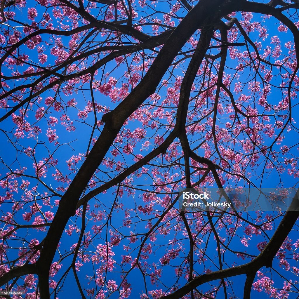 Flor Ipê Ramas Con El Cielo Azul De Invierno En El Fondo Foto de stock y  más banco de imágenes de Aire libre - iStock