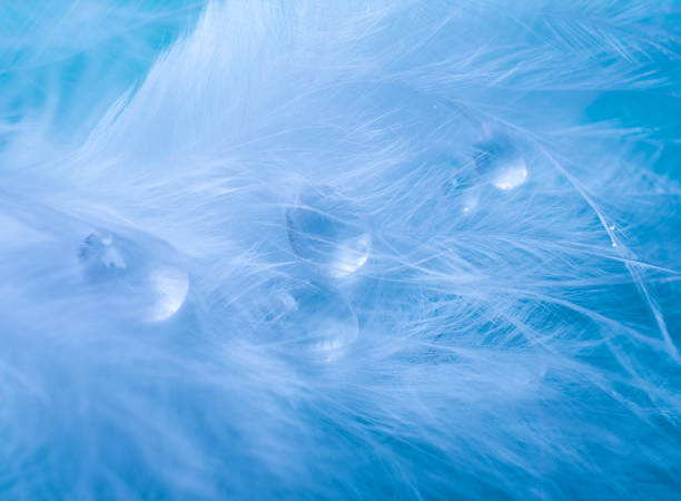 istock Blurred drops of water on a white feather against a blue background 987502282