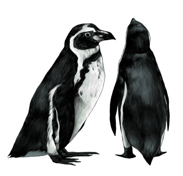 illustrazioni stock, clip art, cartoni animati e icone di tendenza di due pinguini stanno in piena altezza uno lateralmente secondo indietro - art coat full length