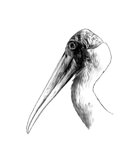 istock the head of the bird stork the sides in profile 987505144