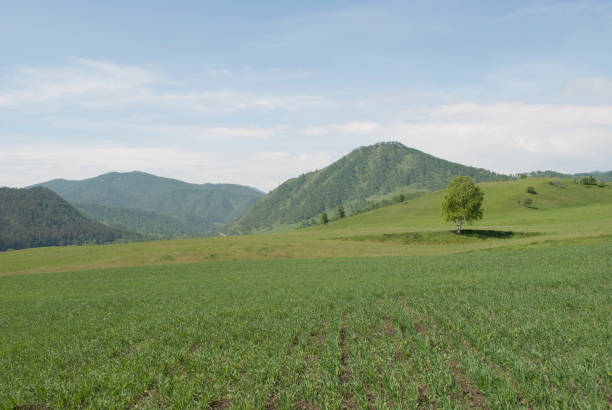 istock green field, free space 987505288