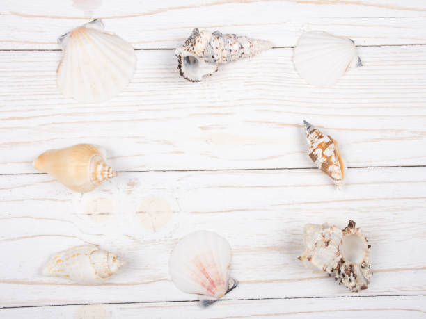 istock Collection of seashells forming a frame on a wooden background 987505854