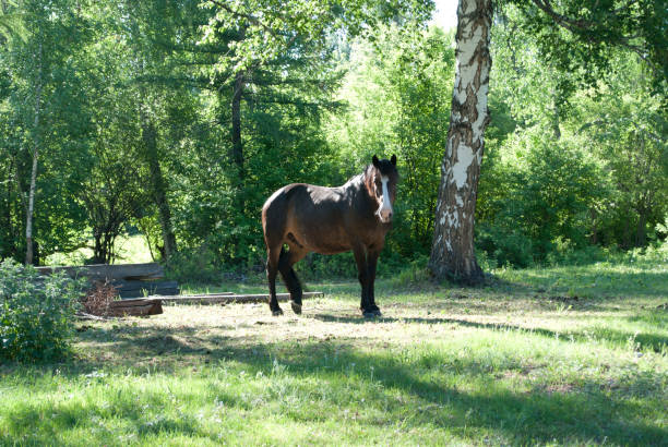 horses walking in the field, greenery, summer, recreation, rural, farm