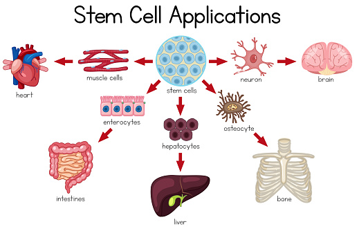 Stem Cell Applications diagram illustration