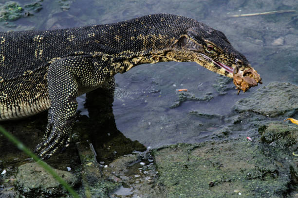 istock Asian Water Monitor Lizards 987519734