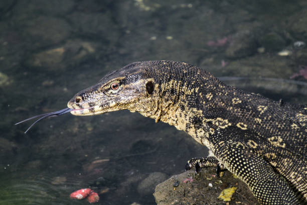 istock Asian Water Monitor Lizards 987519764