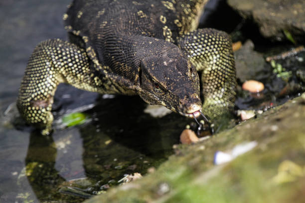 istock Asian Water Monitor Lizards 987519810