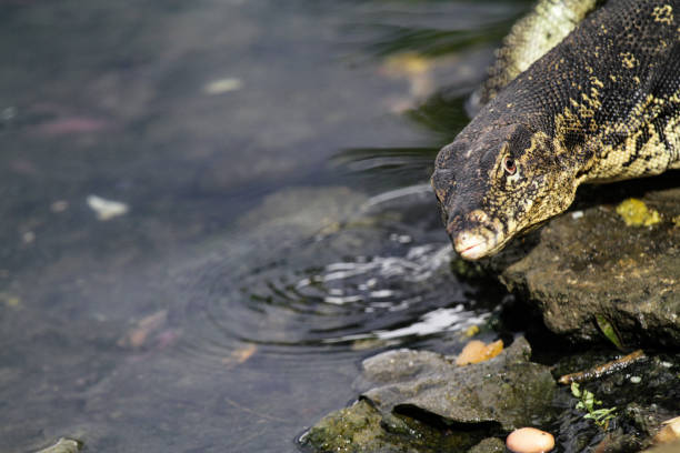 istock Asian Water Monitor Lizards 987519814