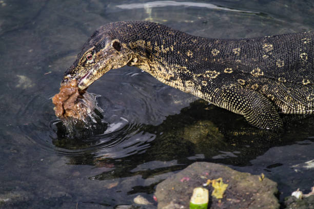 istock Asian Water Monitor Lizards 987519818