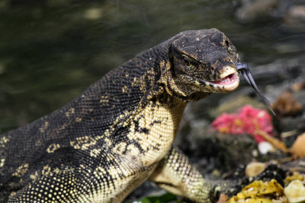 istock Asian Water Monitor Lizards 987519834