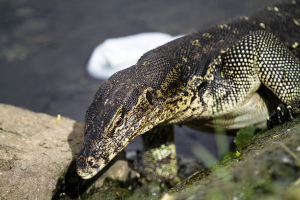 istock Asian Water Monitor Lizards 987519852
