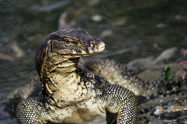 istock Asian Water Monitor Lizards 987519910