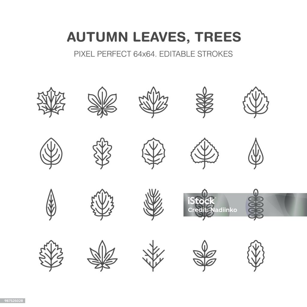 Autumn leaves flat line icons. Leaf types, rowan, birch tree, maple, chestnut, oak, cedar pine, linden,guelder rose. Thin sign of nature plants Pixel perfect 64x64. Editable Strokes Autumn leaves flat line icons. Leaf types, rowan, birch tree, maple, chestnut, oak, cedar pine, linden,guelder rose. Thin signs of nature plants Pixel perfect 64x64. Editable Strokes Leaf stock vector