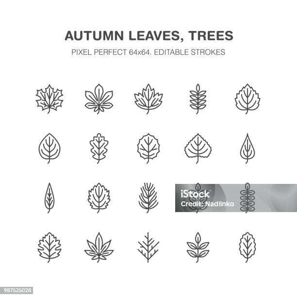 Autumn Leaves Flat Line Icons Leaf Types Rowan Birch Tree Maple Chestnut Oak Cedar Pine Lindenguelder Rose Thin Sign Of Nature Plants Pixel Perfect 64x64 Editable Strokes Stock Illustration - Download Image Now