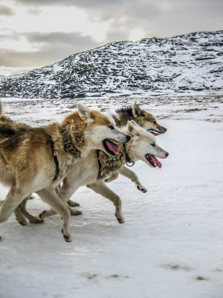 Ilulissat has a large population of huskies, used as sled dogs in winter