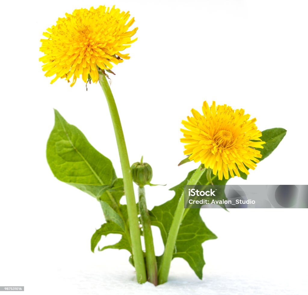 Dandelions on a white background dandelions on a white background Dandelion Stock Photo