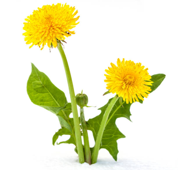 Dandelions on a white background stock photo