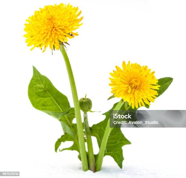 Dandelions On A White Background Stock Photo - Download Image Now - Dandelion, Cut Out, White Background