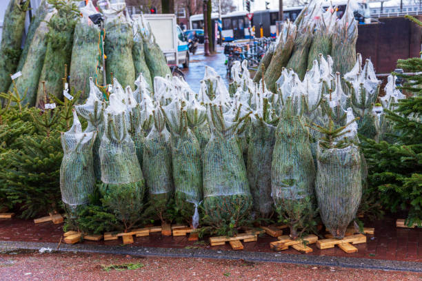 istock Christmas trees for sale 987539560