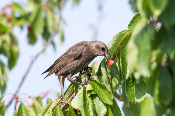 Starling eats ripe cherries stock photo