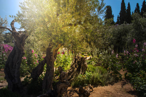 istock Olive trees in Gethsemane garden, Jerusalem 987544638