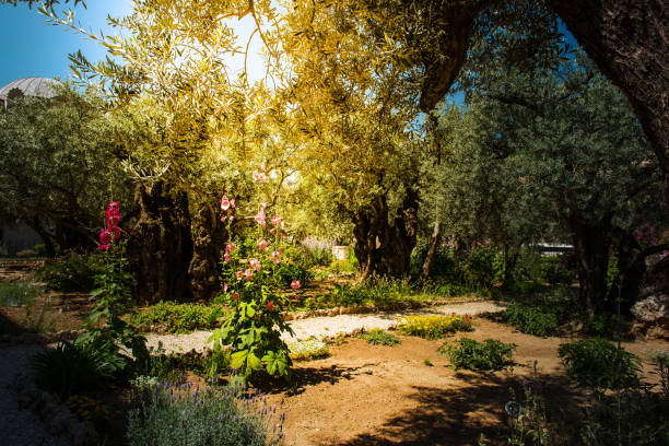 istock Olive trees in Gethsemane garden, Jerusalem 987544642