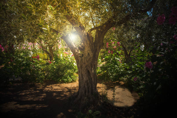 istock Olive trees in Gethsemane garden, Jerusalem 987544648