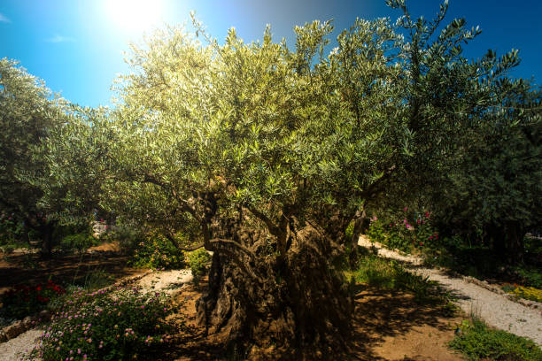 Olive trees in Gethsemane garden, Jerusalem Divine light, sunray in the Gethsemane garden, Mount of Olives, Jerusalem. Biblical place where Jesus was betrayed by Judas garden of gethsemane stock pictures, royalty-free photos & images