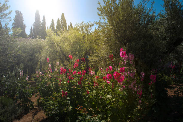 olivenbäume im garten getsemani, jerusalem - 24193 stock-fotos und bilder