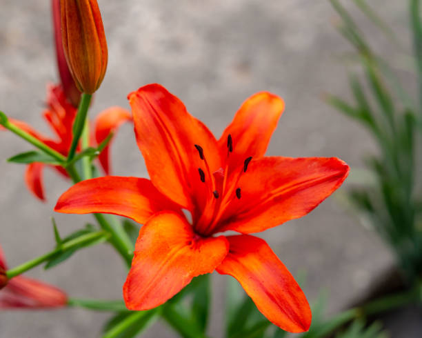 istock red and yellow lily seen at dusk 987545476