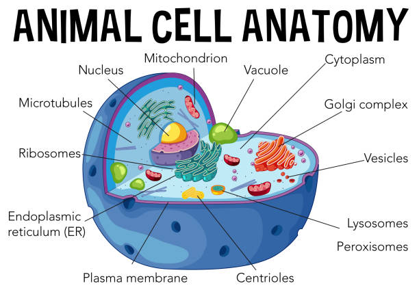 Diagram Of Animal Cell Anatomy Stock Illustration - Download Image Now -  Biological Cell, Animal, Mitochondrion - iStock