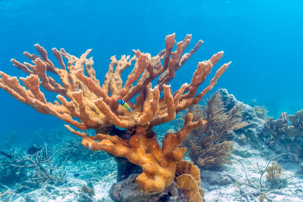 elkhorn koraal (acroporidae palmata) - acropora palmata stockfoto's en -beelden