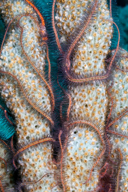 istock Ophiothrix suensoni, Suenson's brittle star, sponge brittle sta 987558718