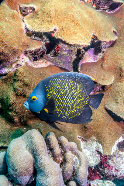 istock French angelfish,Pomacanthus par 987558882