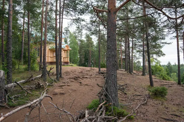 Photo of The roots of the trees lie almost on the surface of the soil, so it is thin