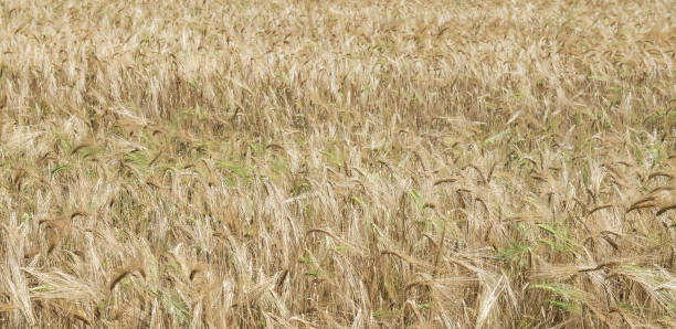 istock field of wheat ripe wheat 987559150