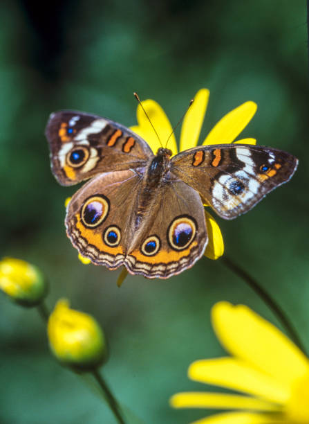 istock Junonia coenia; buckeye butterfly 987559762