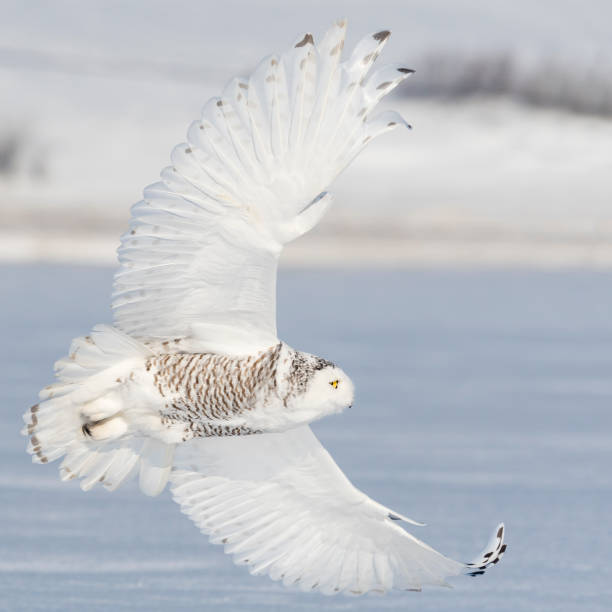 istock Snowy owl, bubo scandiacus, bird in flight 987563454