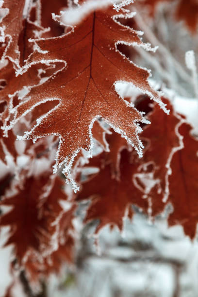 istock Oak leaves under snow in the winter 987563608