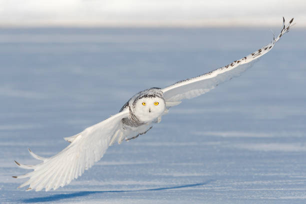 Snowy owl, bubo scandiacus, bird in flight