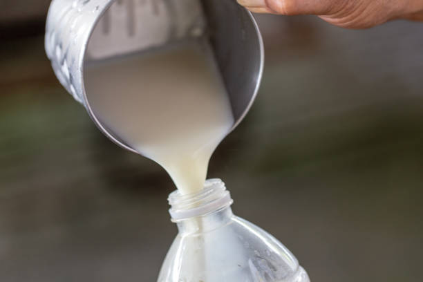 istock Milking of a cow and Technical milked 987566004