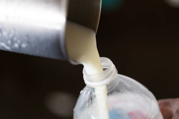 istock Milking of a cow and Technical milked 987566534