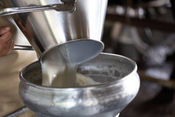 istock Milking of a cow and Technical milked 987566668