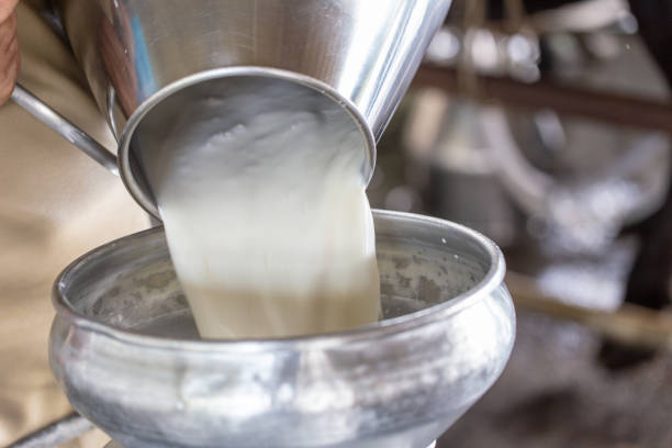 istock Milking of a cow and Technical milked 987566682