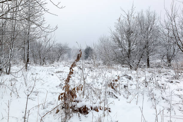 istock Winter trees under the snow. Forest landscape 987566694