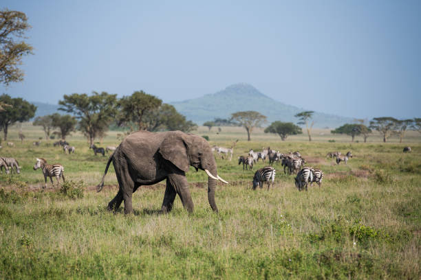 istock Young elephant crossing savannah with zebras and mountain on the background 987566698