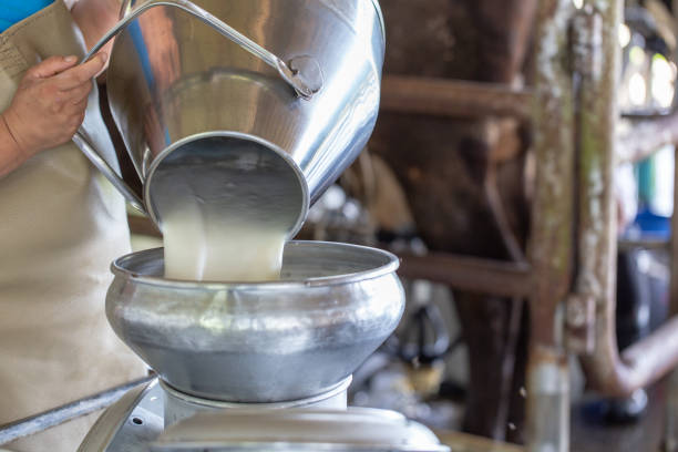 istock Milking of a cow and Technical milked 987566704