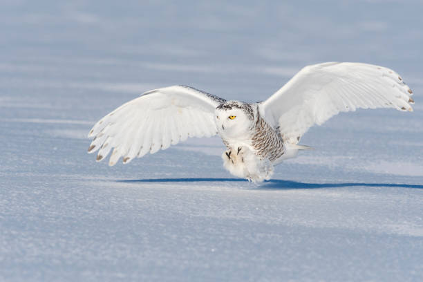 istock Snowy owl, bubo scandiacus, bird in flight 987566714