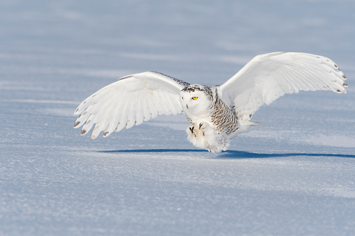 Close-up of snowy owl in action. Spread wings. Quebec's official bird.