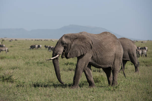 istock African elephant in Tanzania plains 987567840